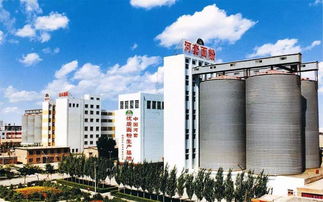 一碗面的匠心與奇跡 實業(yè)公司的四次吉尼斯世界紀錄巴彥淖爾重現